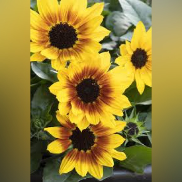 Sharing yours and mine! LIKE THIS TO BE NOTIFIED WHEN I GO LIVE! - Picture 7 of 9